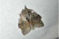 Stauropus fagi