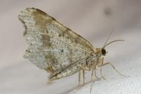 Macaria notata
