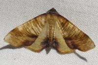Plagodis dolabraria