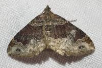 Xanthorhoe ferrugata/spadicearia