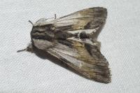 Harpyia milhauseri