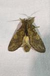 Peridea anceps