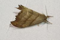 Falcaria lacertinaria