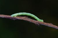 Plemyria rubiginata