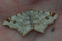 Macaria notata