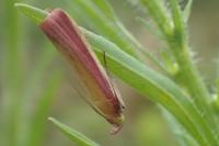 Oncocera semirubella