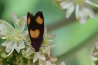 Pammene aurana