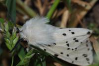 Spilosoma lubricipeda