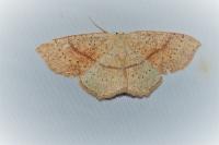 Cyclophora punctaria