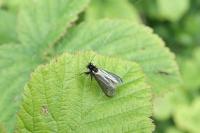 Adela reaumurella