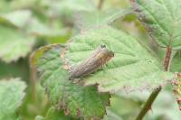 Grapholita gemmiferana