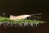 Coleophora albicosta