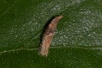 Coleophora binderella