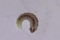 Eriocrania semipurpurella