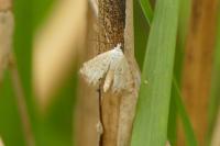 Cataclysta lemnata