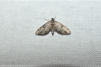 Eupithecia tantillaria