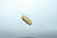Wittia sororcula