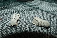Spilosoma lubricipeda