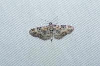 Eupithecia pulchellata