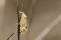 Aethes margarotana/williana