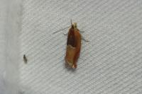 Ancylis mitterbacheriana