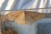 Cyclophora punctaria
