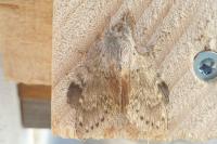 Stauropus fagi