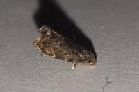 Anthophila fabriciana