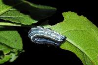 Orthosia cruda