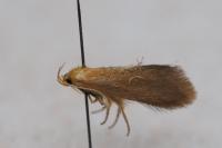 Crassa tinctella