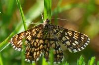 Chiasmia clathrata