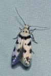 Pseudotelphusa scalella
