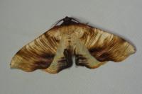 Plagodis dolabraria