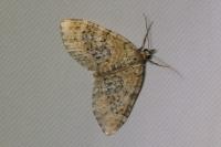 Acasis viretata