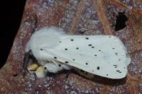 Spilosoma lubricipeda