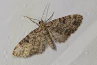 Eupithecia tantillaria