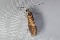 Dyseriocrania subpurpurella