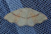 Cyclophora punctaria
