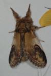 Notodonta ziczac
