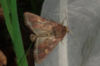 Lacanobia oleracea