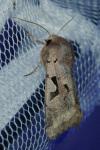Orthosia gothica