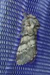 Drymonia ruficornis