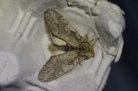 Peridea anceps
