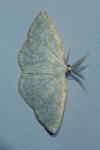 Cabera exanthemata