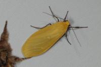 Wittia sororcula