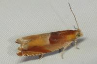 Ancylis mitterbacheriana