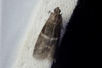 Elegia similella