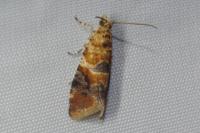 Lobesia reliquana