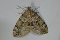 Thera britannica