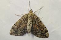 Thera britannica